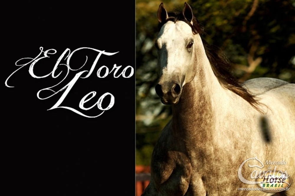 EL TORO LEO