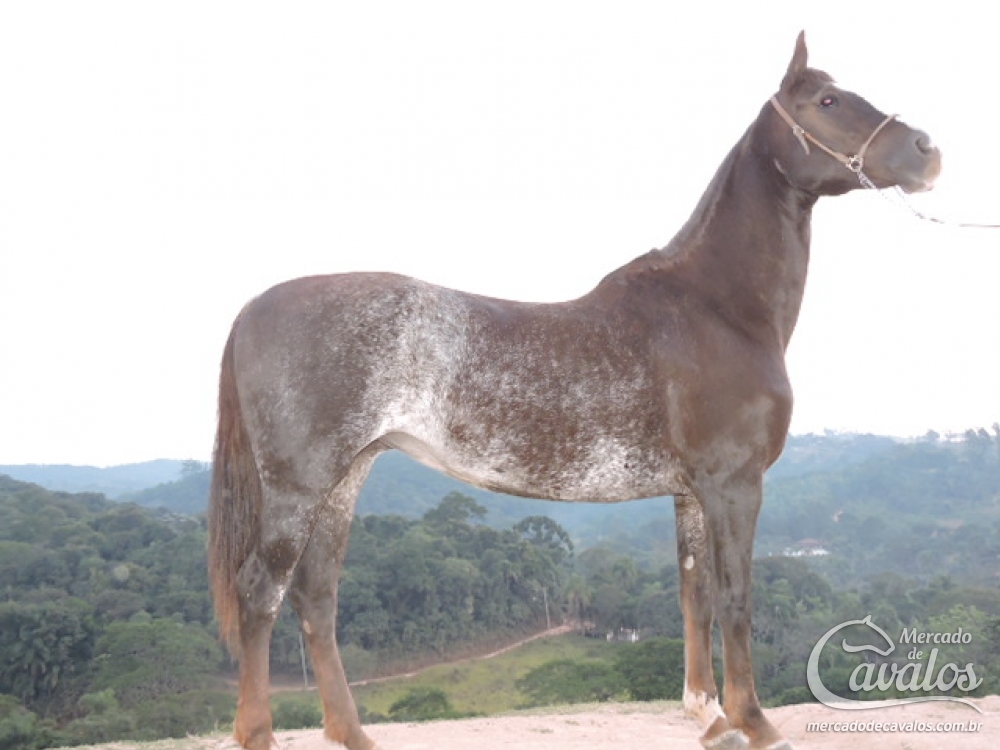 QUILHA DA BRAIDO (T.E)