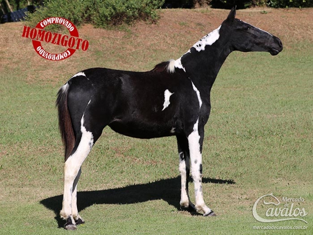 ENCANTADA DO A.E.J. (HOMOZIGOTA)