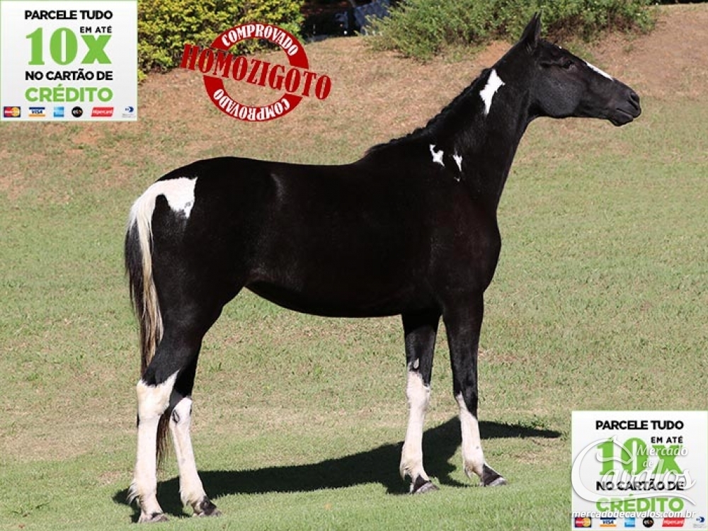 JAMAICA M.N.S. (HOMOZIGOTA)