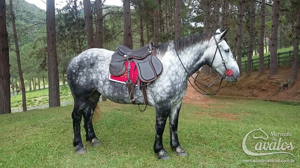PITANGUEIRA PALOMA