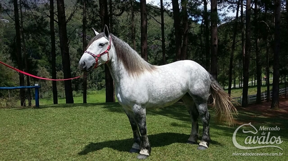 PITANGUEIRA BRIGITE
