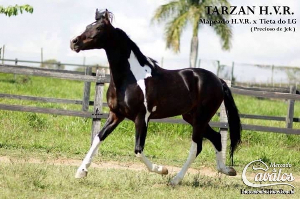 TARZAN H.V.R