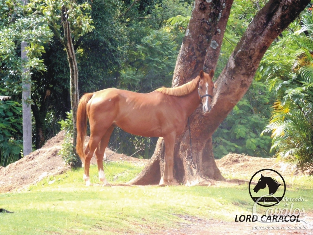 LORD CARACOL