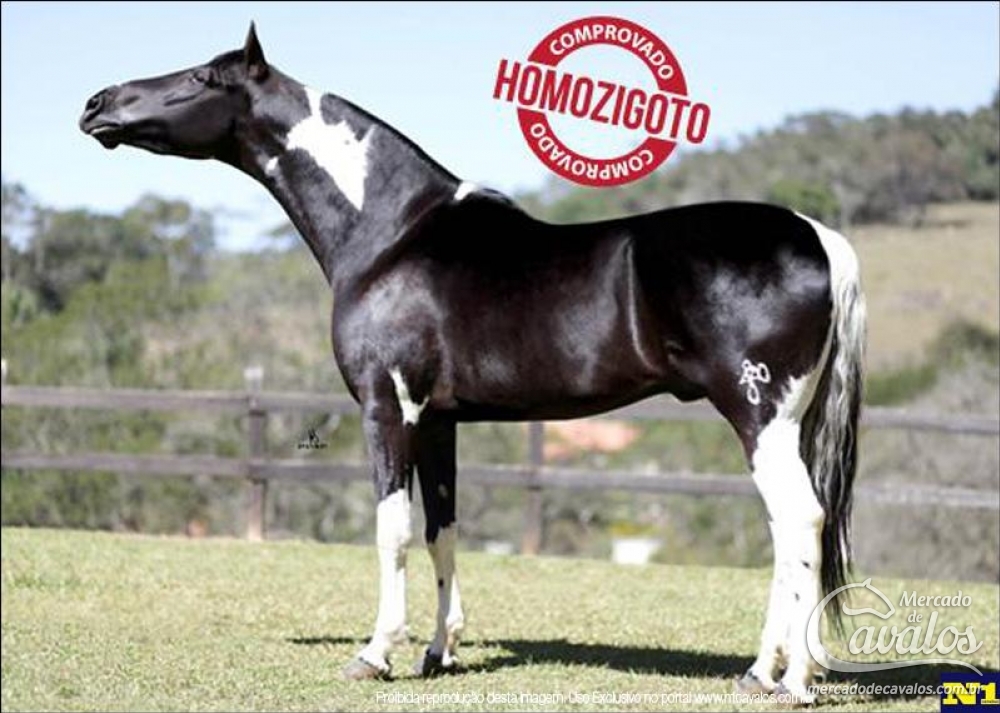 JARDEL DO JAO (HOMOZIGOTO)