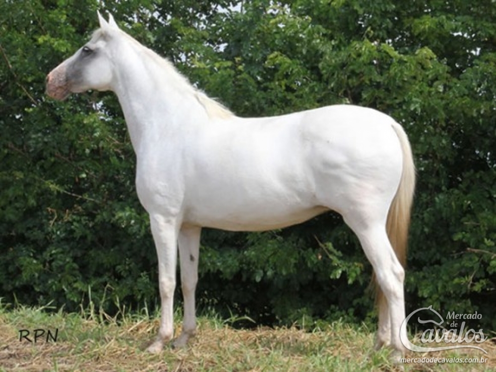 OZANA DO ZOO