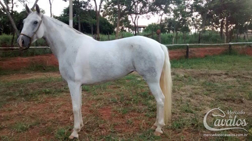ZAFIRA DA PIRAMEDE