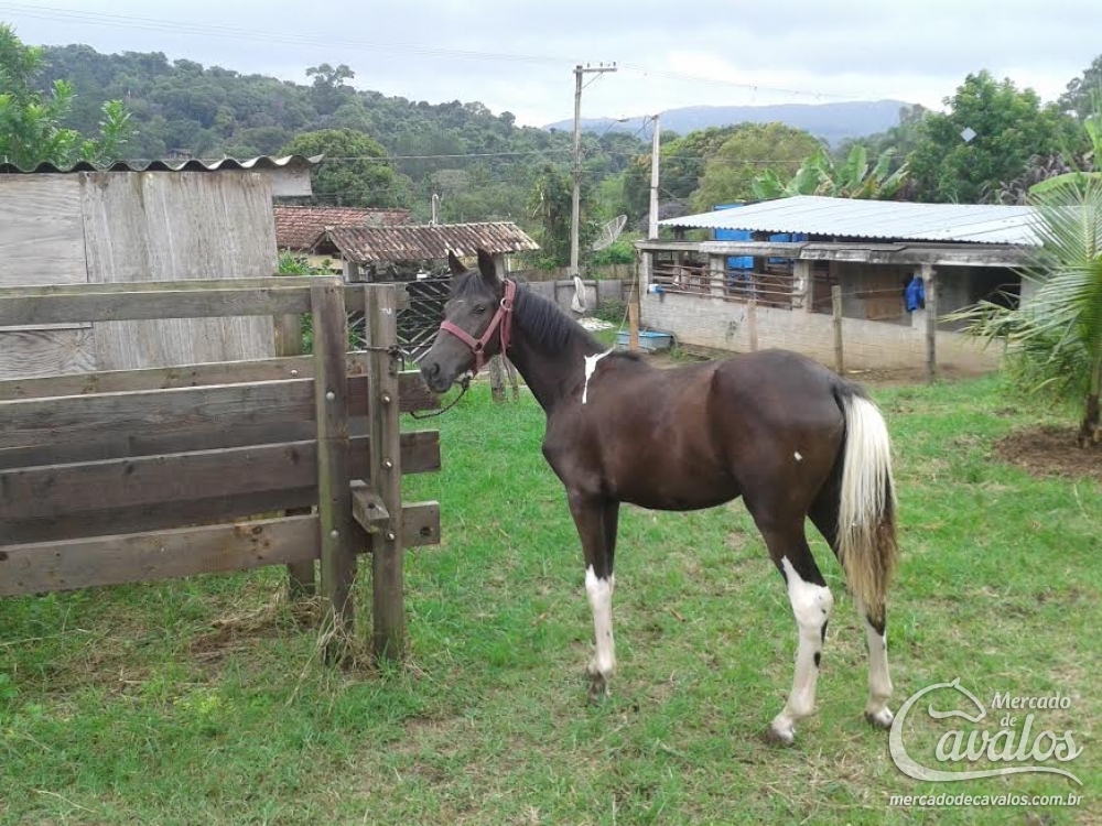 GUARANI DO PARAÍSO