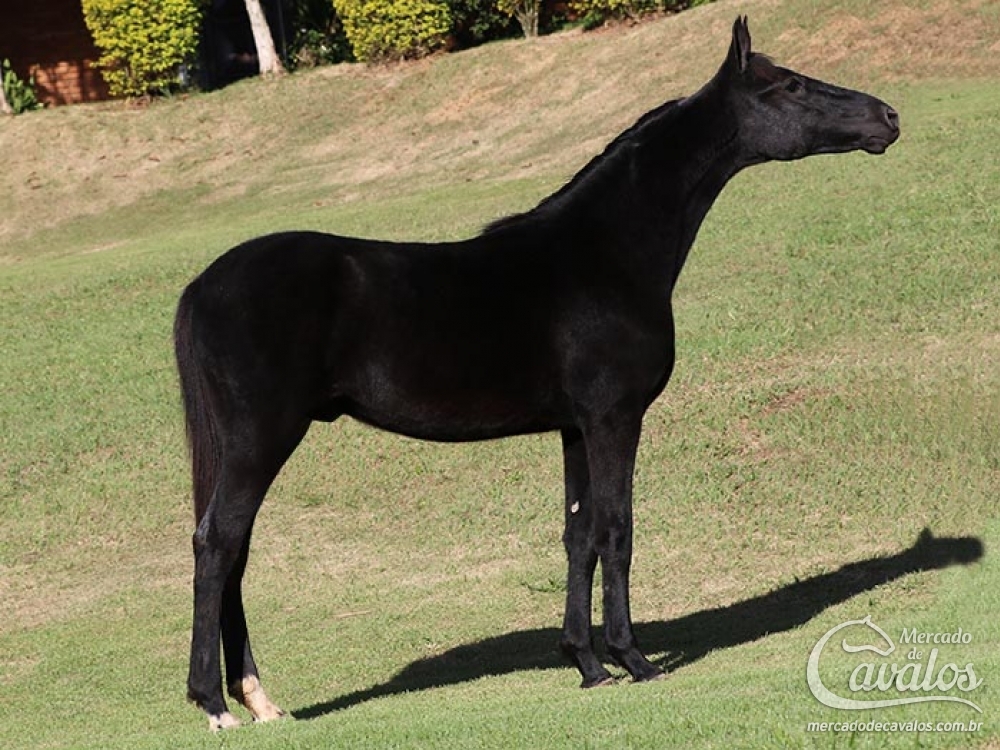 DIAMANTE NEGRO JSO