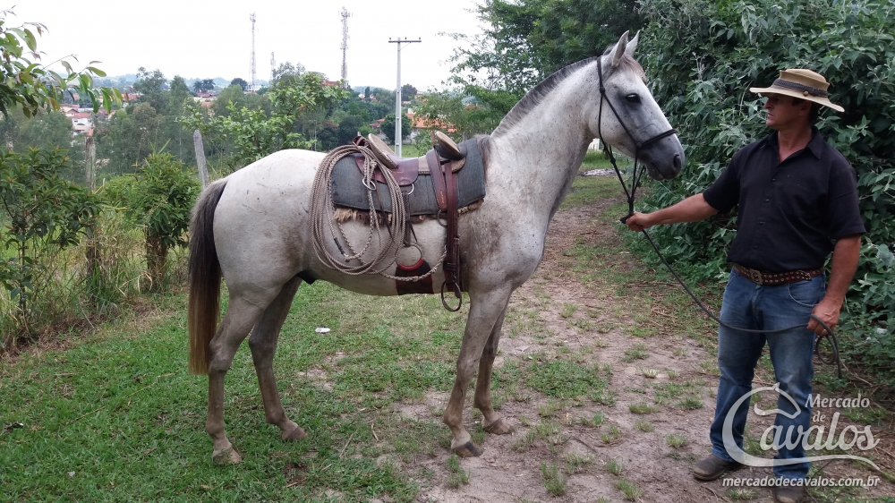 TORDILHO DO RANCHO VIDA BOA