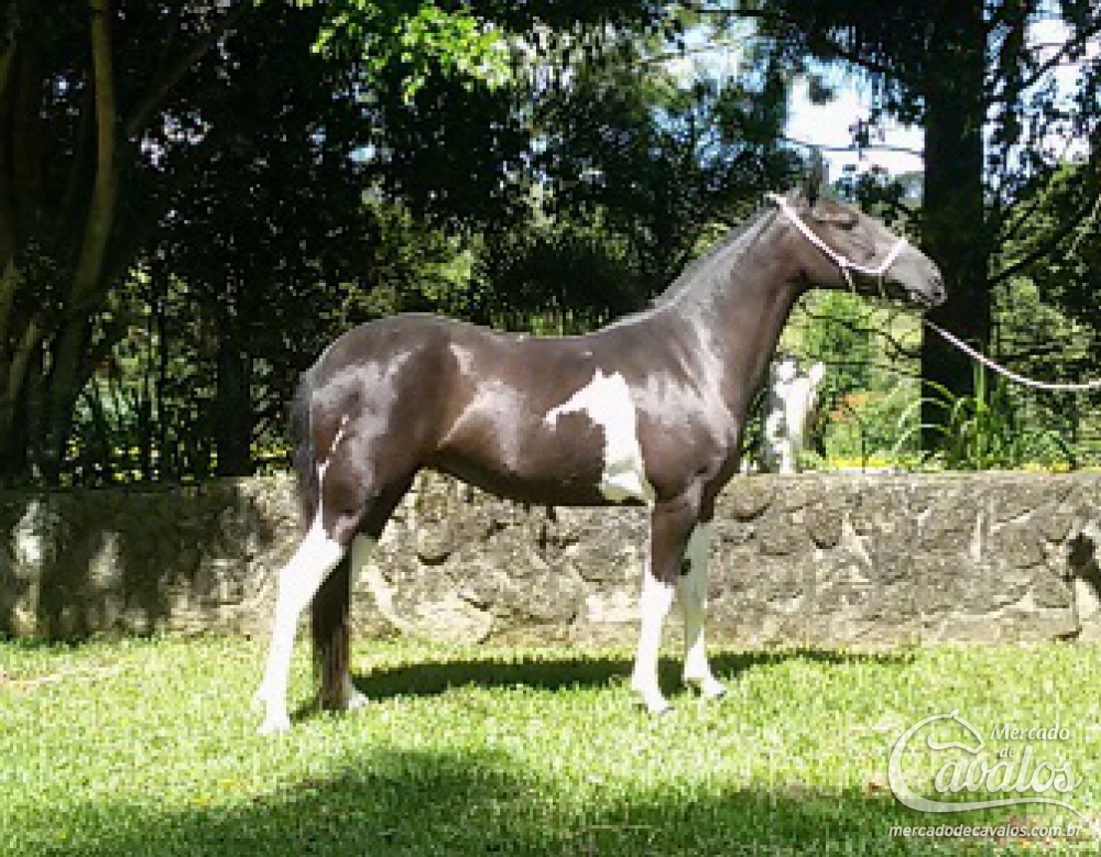 BRISA DO PAP´S