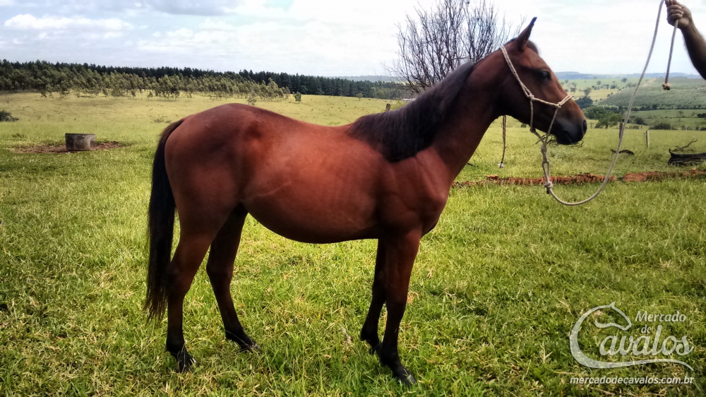 DIAMANTE DOS PONTES