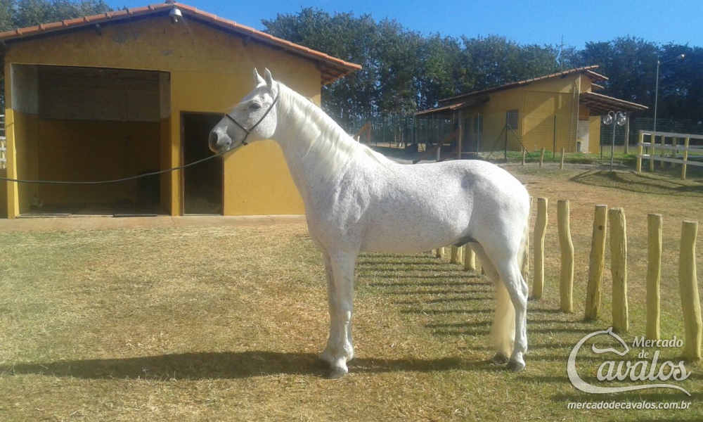 LICOR DA TEJANA