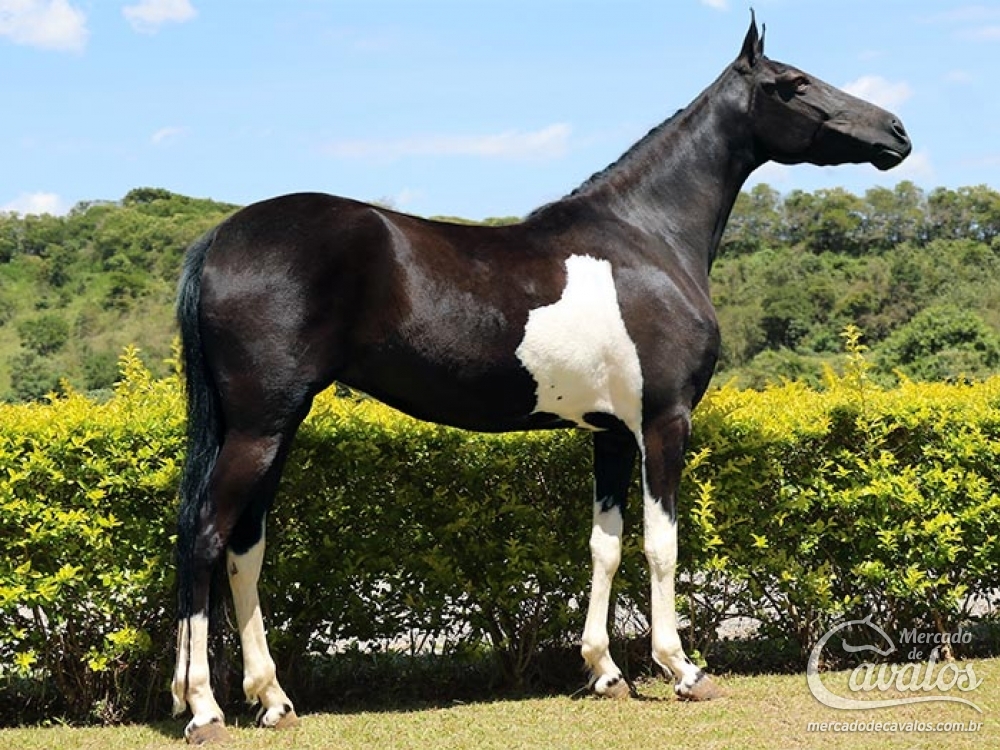 JJ GATA DO GARDEN (T.E.)