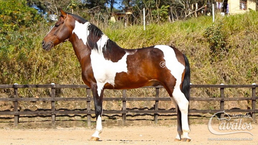 NAVEGANTE DO RANCHO PABLO