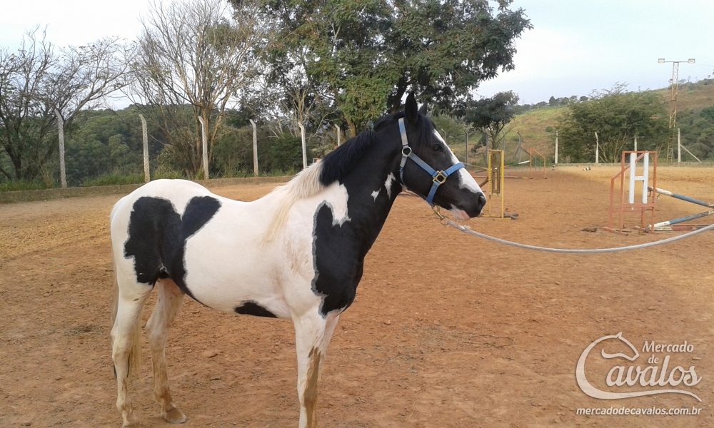 BEDUÍNO DO MAMU
