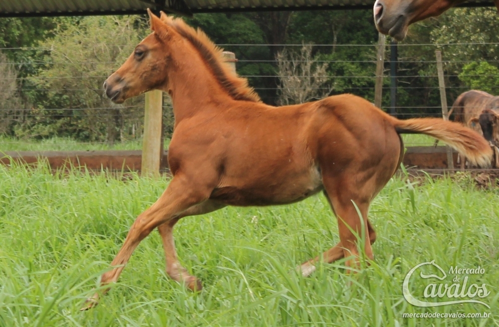 OFFSPRING TOL FAME