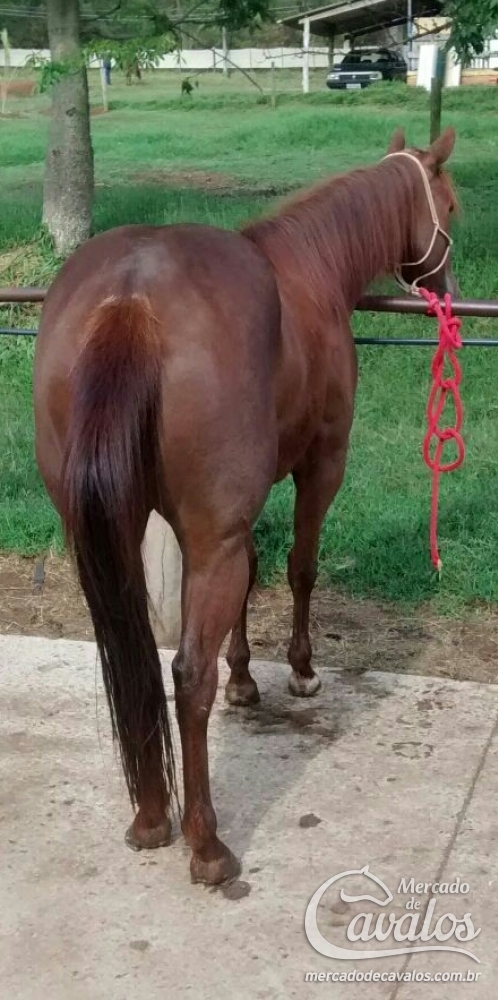 RUBY OAK