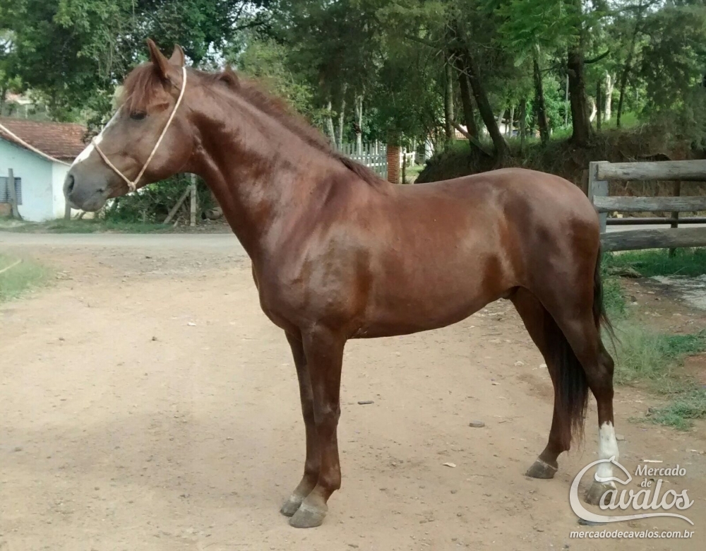 XILENO DA MORADA NOVA