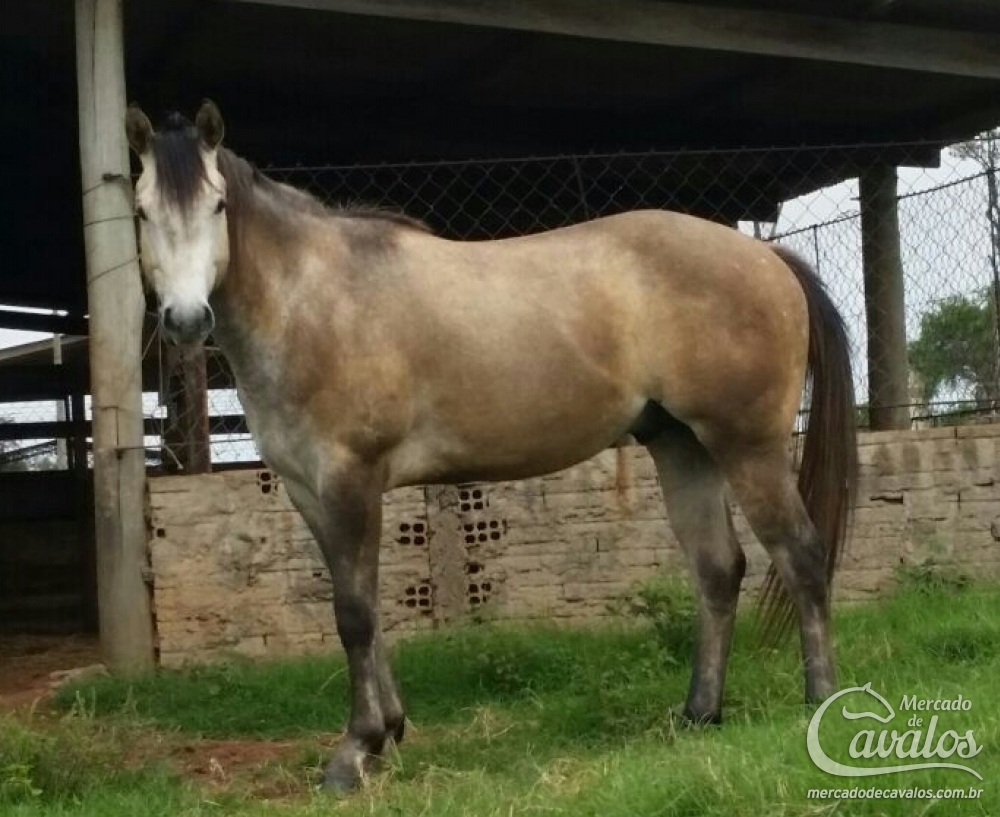EL CLASSIK ZORRERO