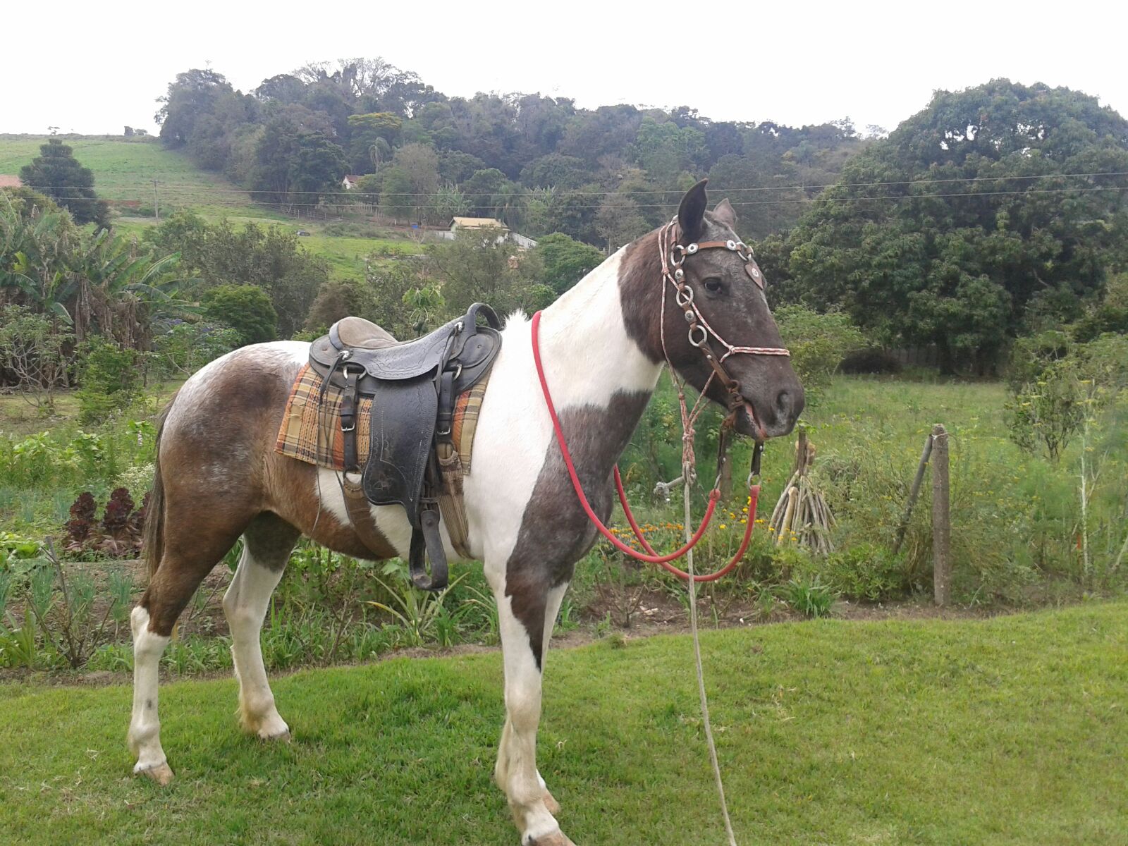 SERENA DO PARAISO