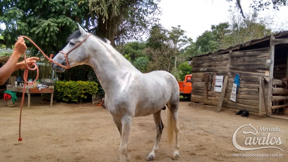 RUSSO MARCHADOR