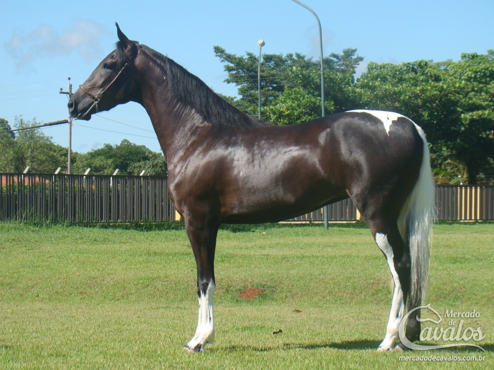 ÁGUIA NEGRA AWM