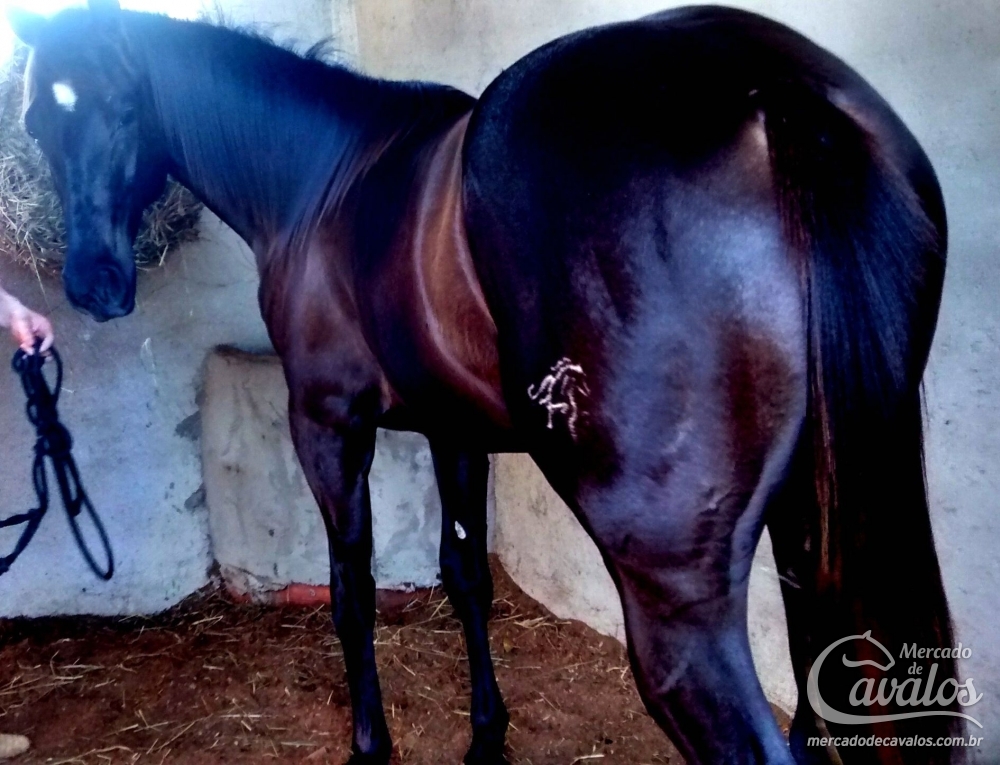 GOLIAS ROXO