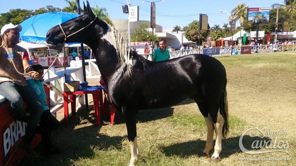 PIRATA DO PJ