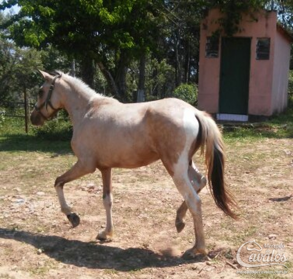 SANDY SETE QUEDAS
