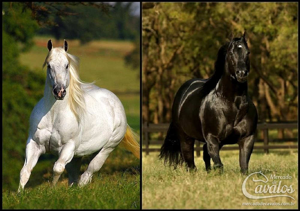 DASH TOL FAME X EL SHADY ZORRERO