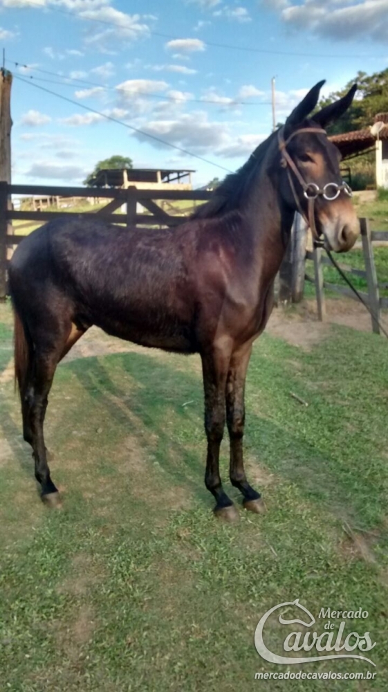 DIAMANTE DO HARAS SANTA CLARA
