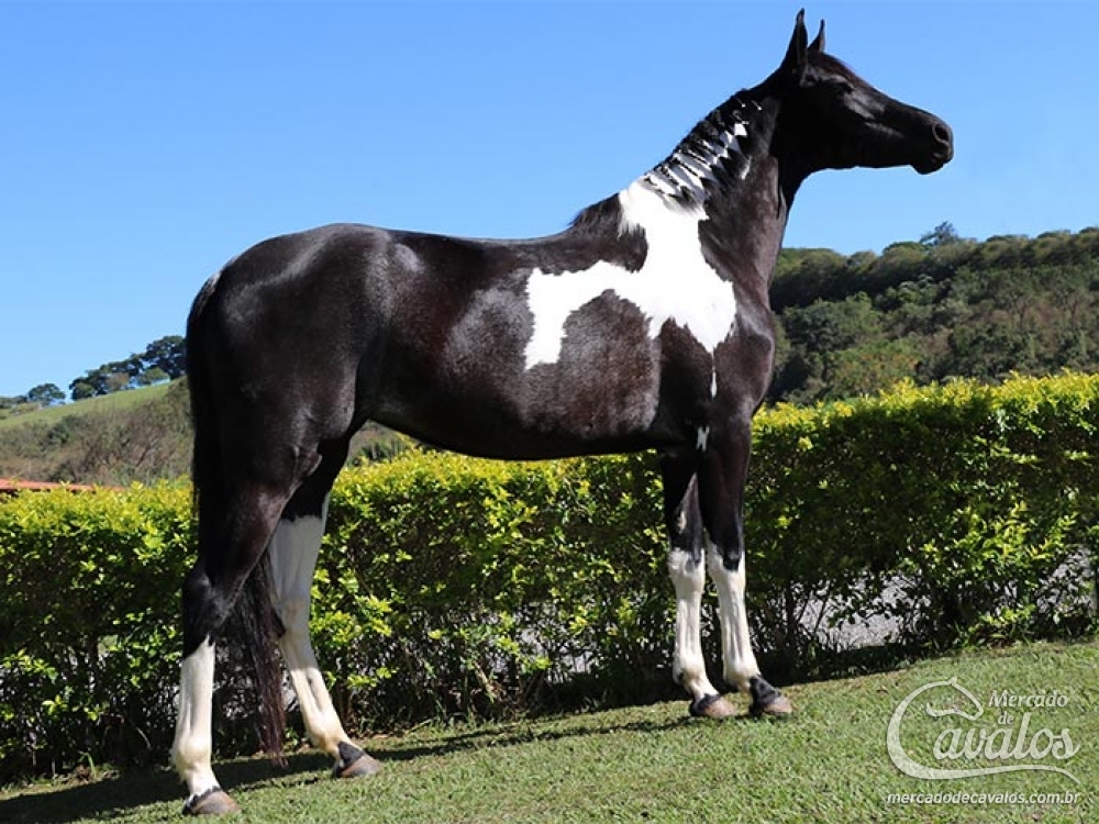 GUEIXA DA DERRIBADA