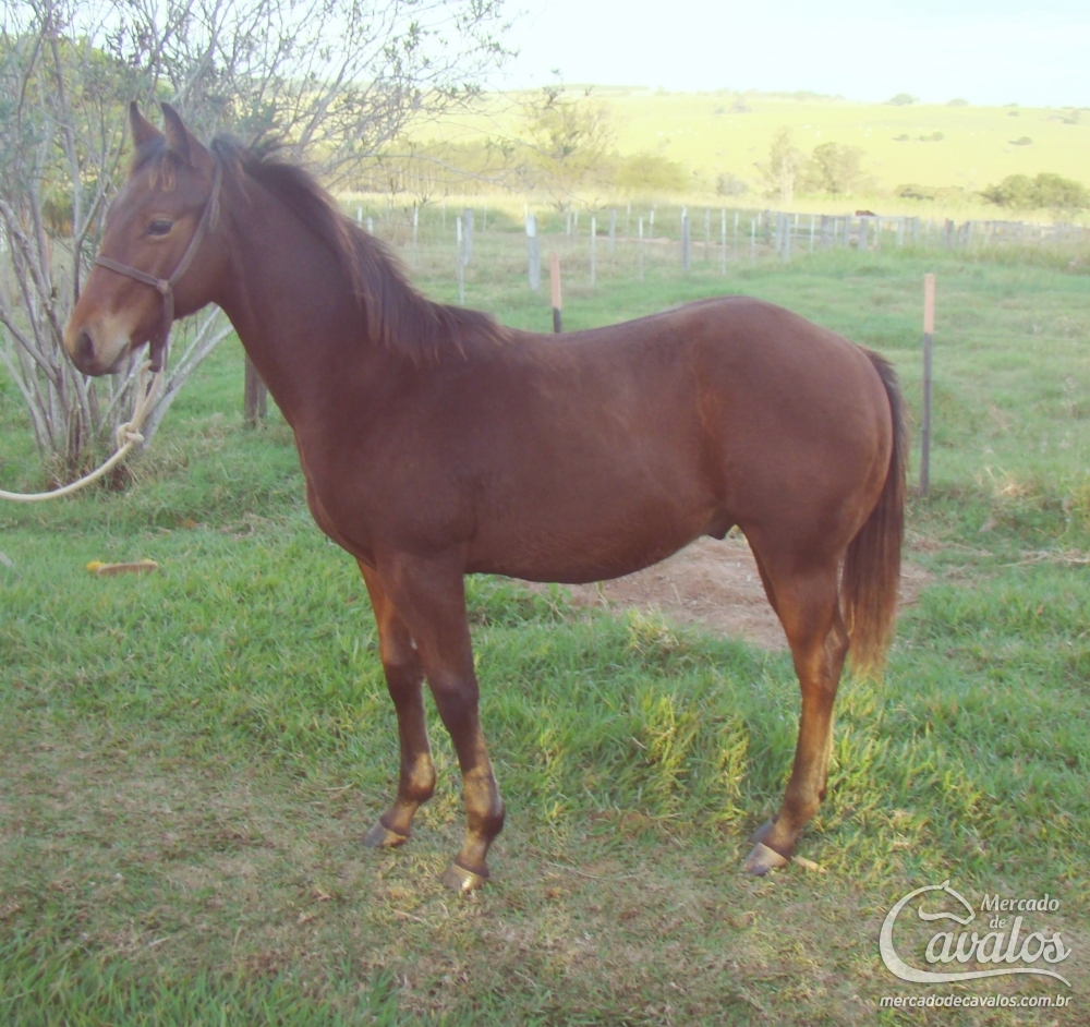 MONARCA ZORRERO HVM