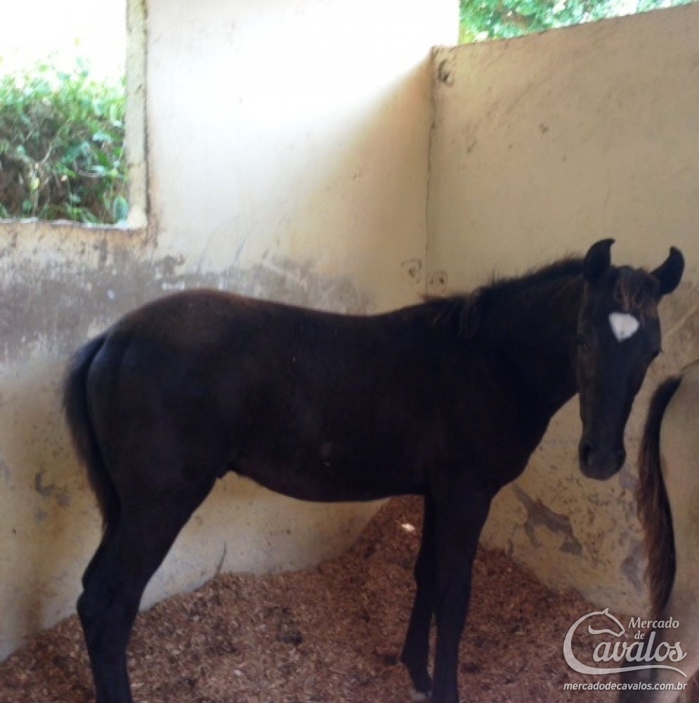 DIAMANTE NEGRO