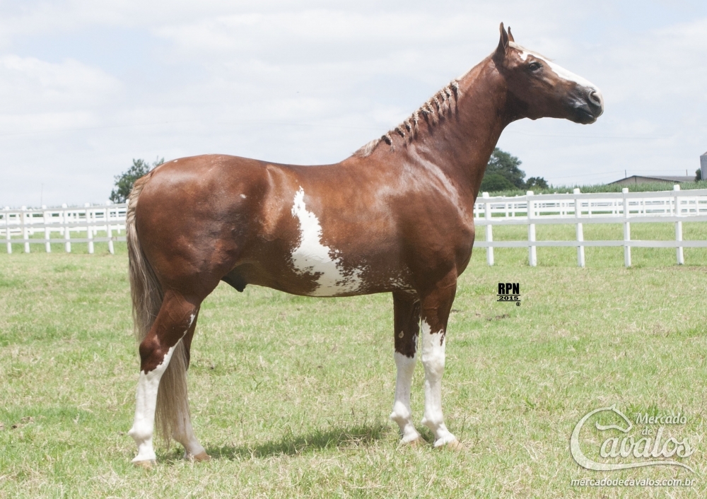 COMANCHE G.Z. (T.E.)