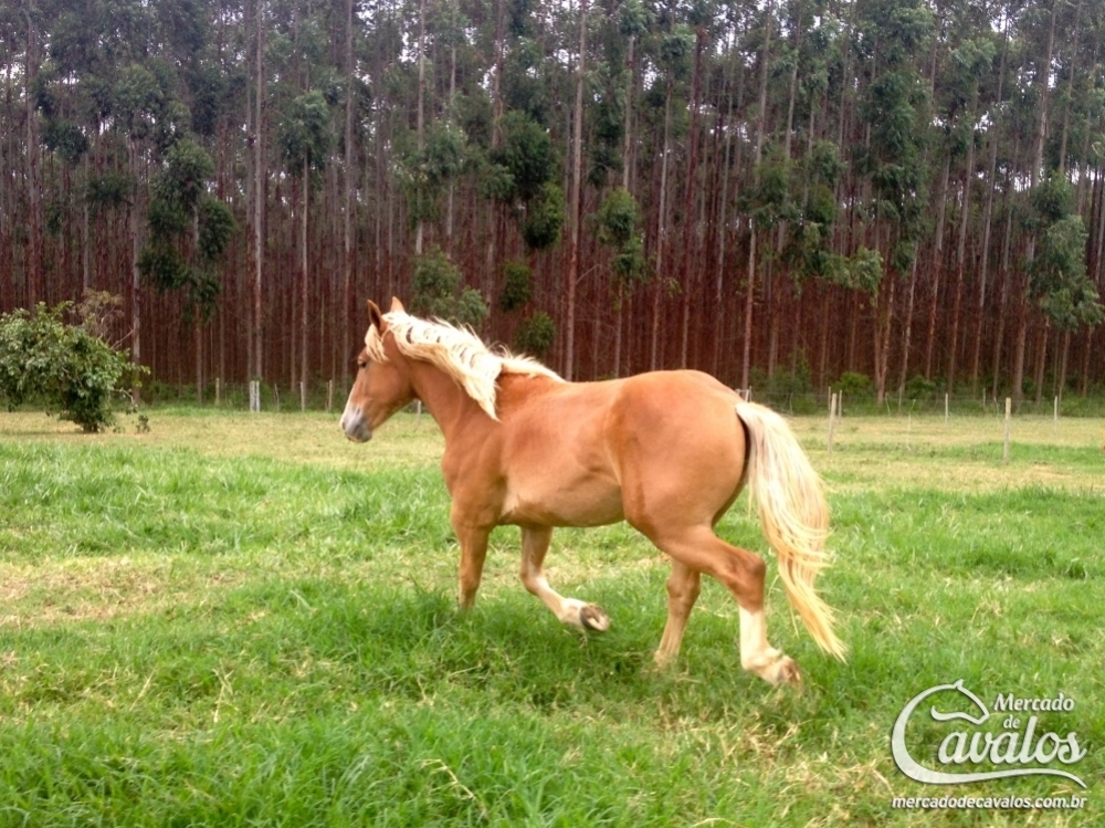 VIE DO CAMPO ALEGRE