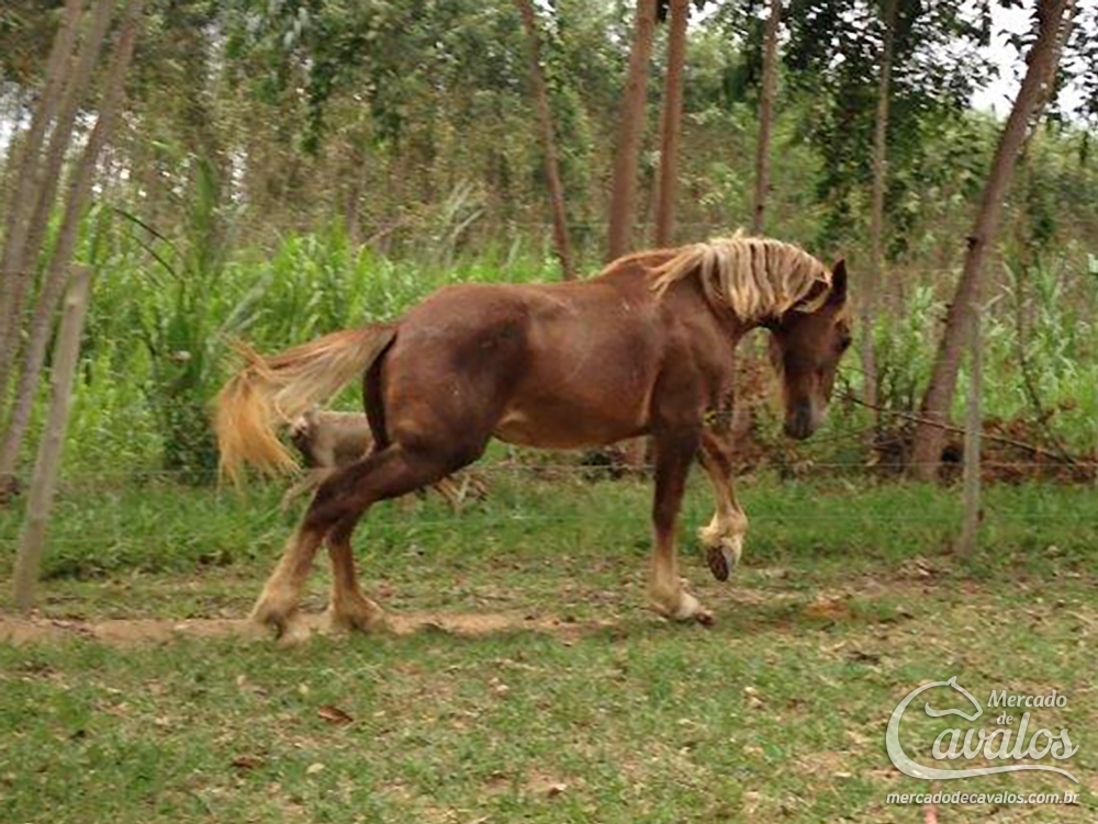 URANUS DO CAMPO ALEGRE