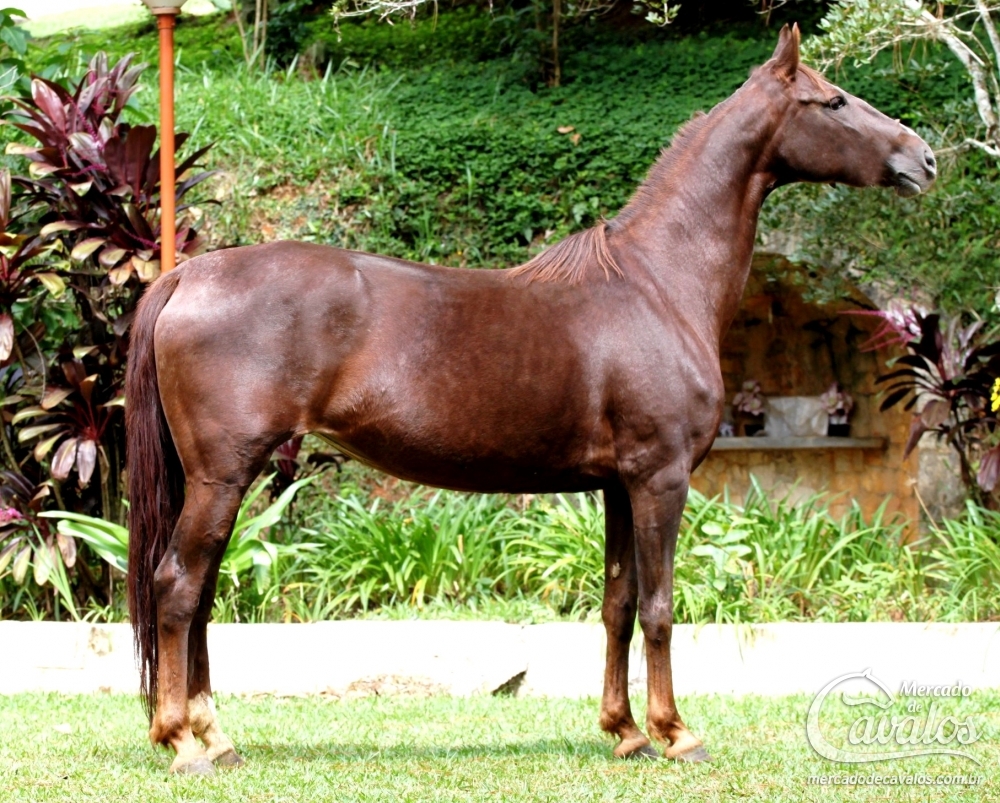 HIMALAYA TRES RIOS