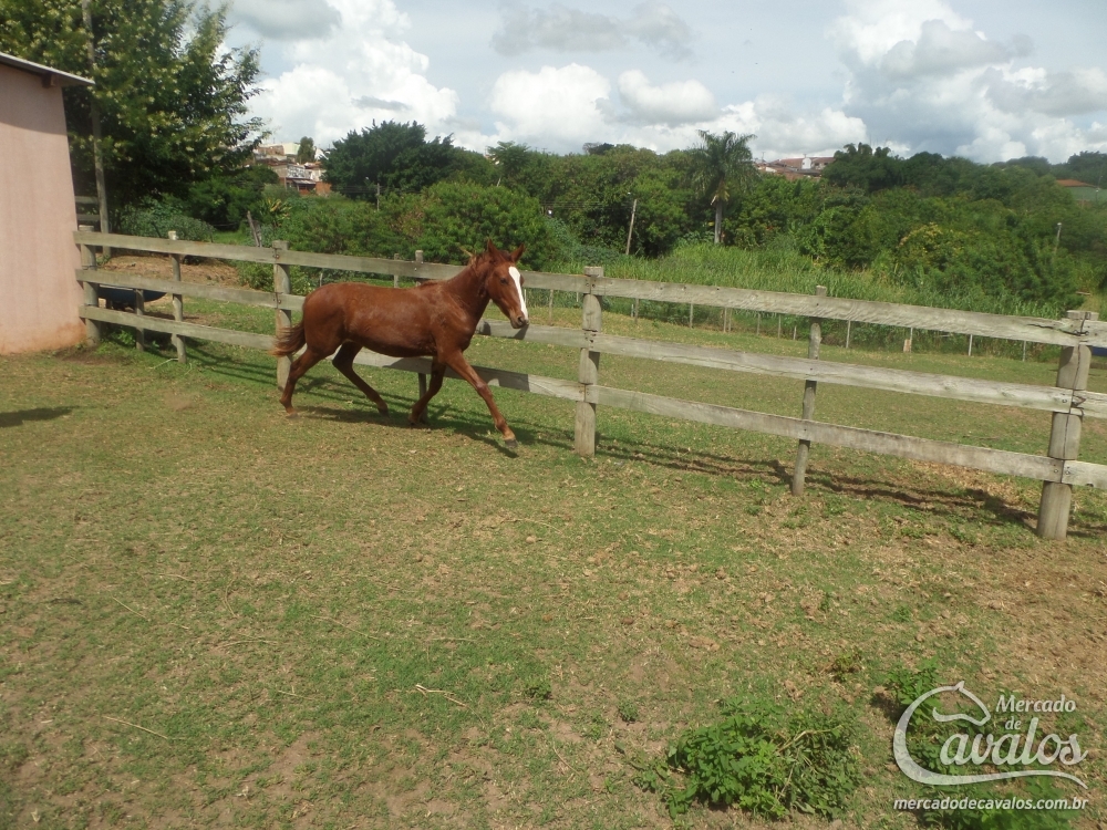 DUQUE VSR