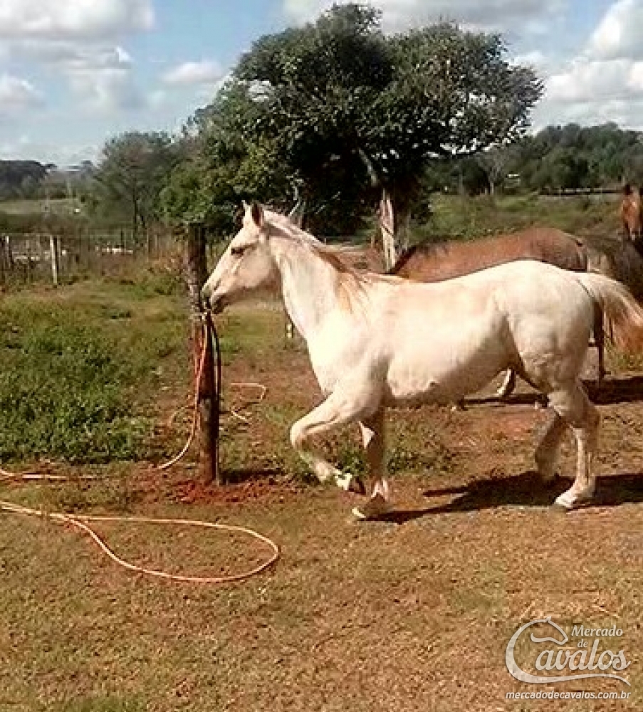 DUK SAN CARDENAL