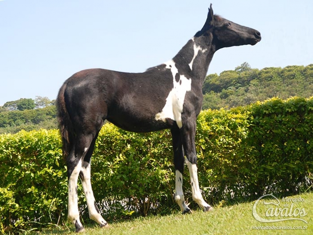 PEROLA DO EDL