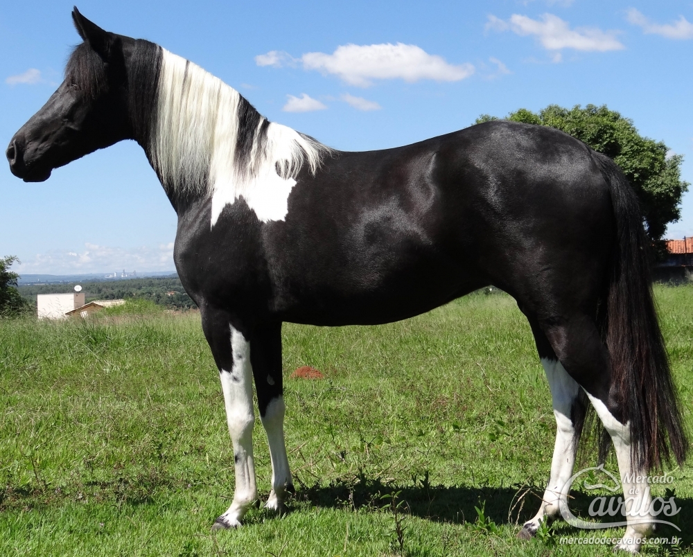 PÉROLA NEGRA 3M
