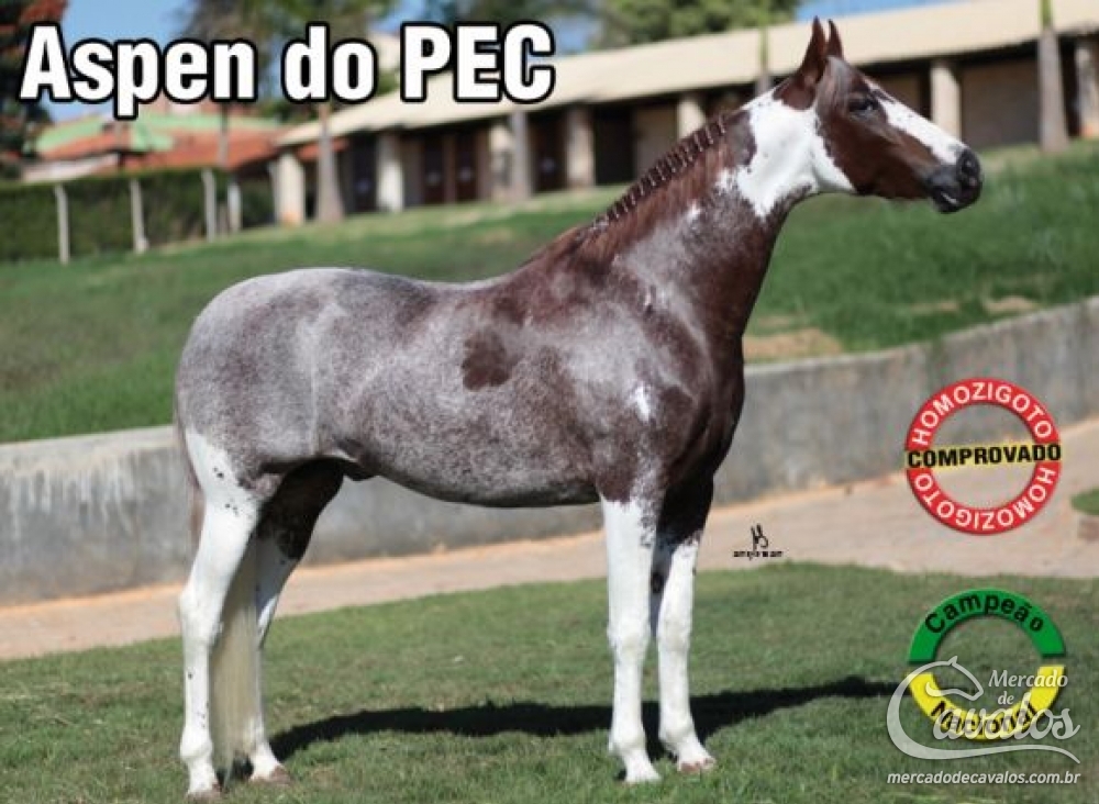 EMBRIÃO HOMOZIGOTO  ASPEN DO PEC X GINCANA RM