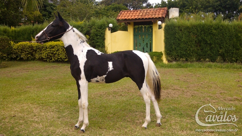 YANK QUATRO LAGOAS - HOMOZIGOTO