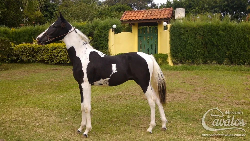 YANK QUATRO LAGOAS - HOMOZIGOTO