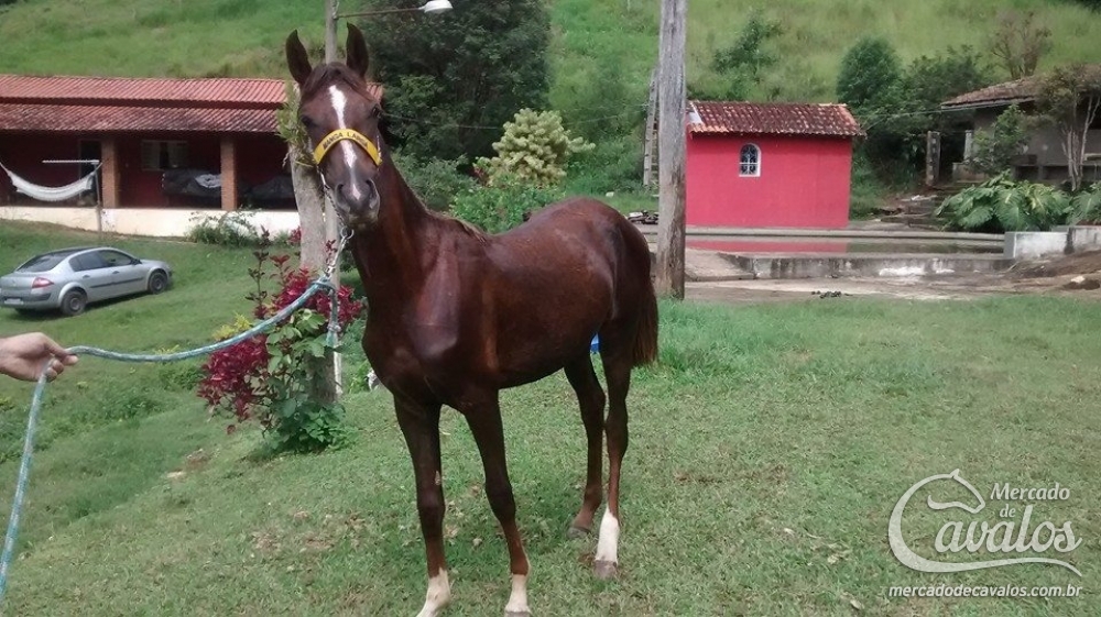 FLOR DO CAPU