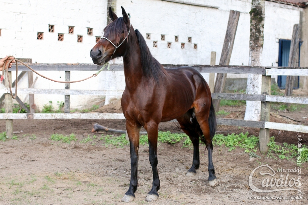 JOIA RARA HARAS SANTA CLARA