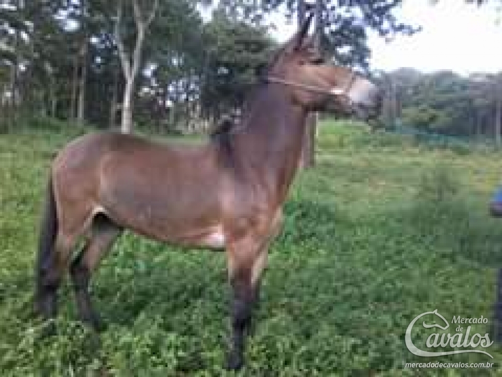 BARAO