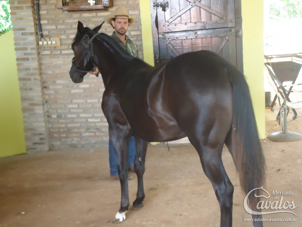 BELLA CHEROKEE